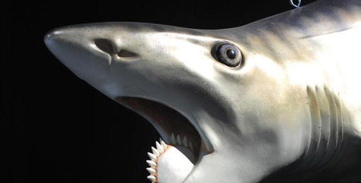 掠食者|鲨鱼|裂口_新浪新闻