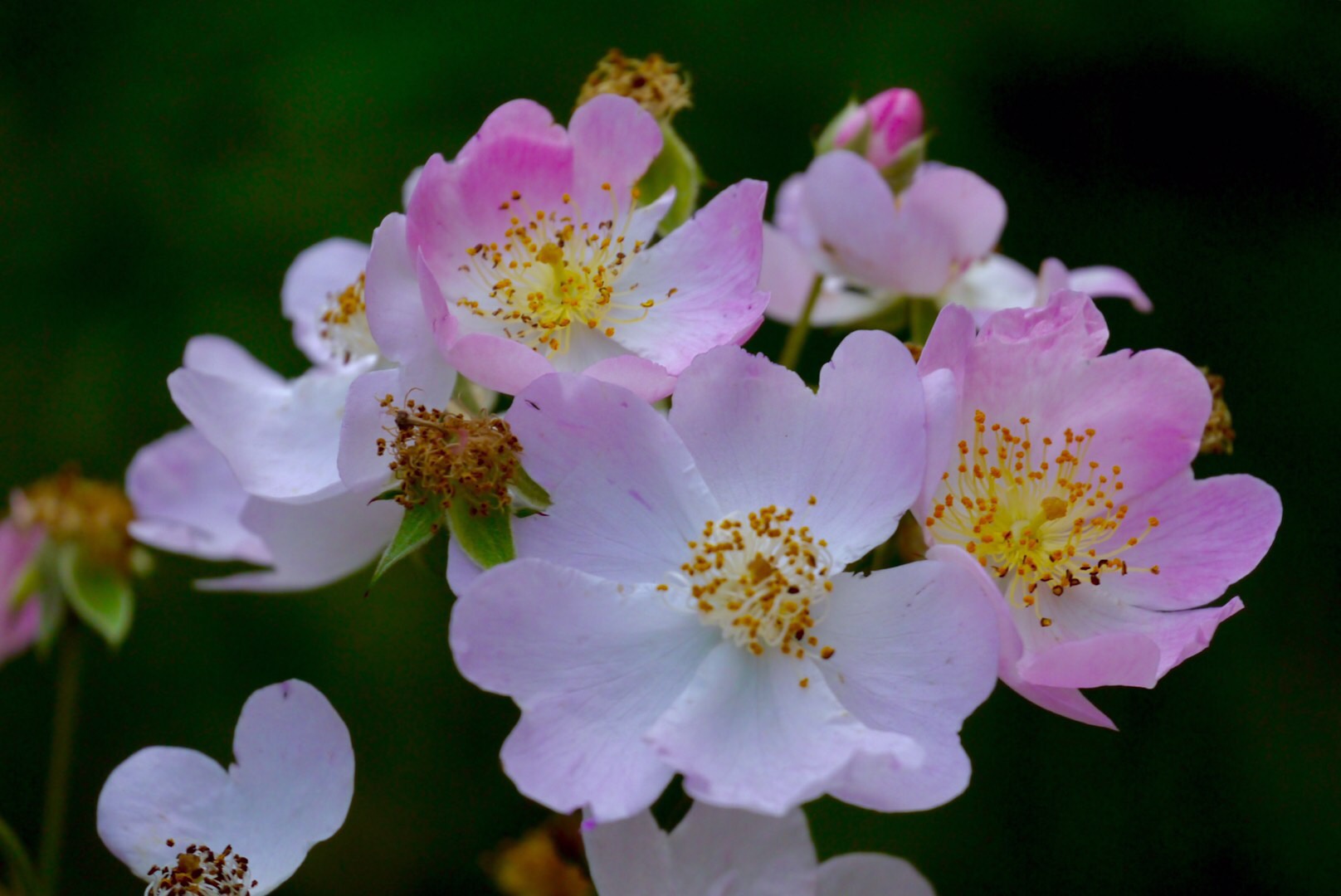 美丽的七姊妹蔷薇花