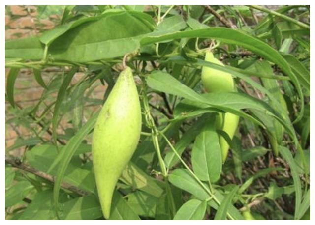 农村的地梢瓜,一般都是野生的,长在背阴的墙角或者是水边,这些地方的