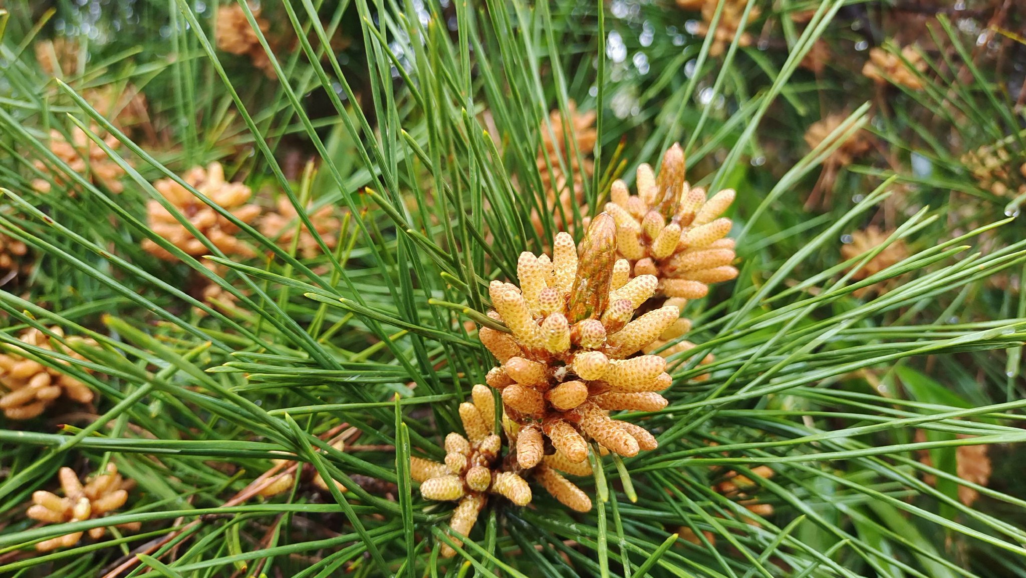 雨中赏花:马尾松花的美