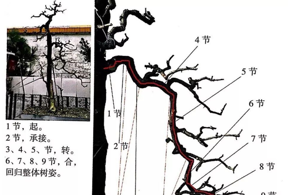 掌握5种岭南盆景的造型枝法就能创作出变化多端的盆景作品