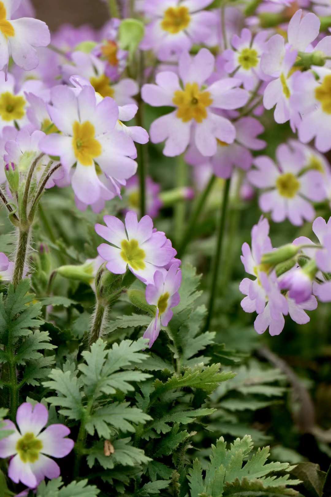 报春花·陕西羽叶报春(中科院武汉植物园)