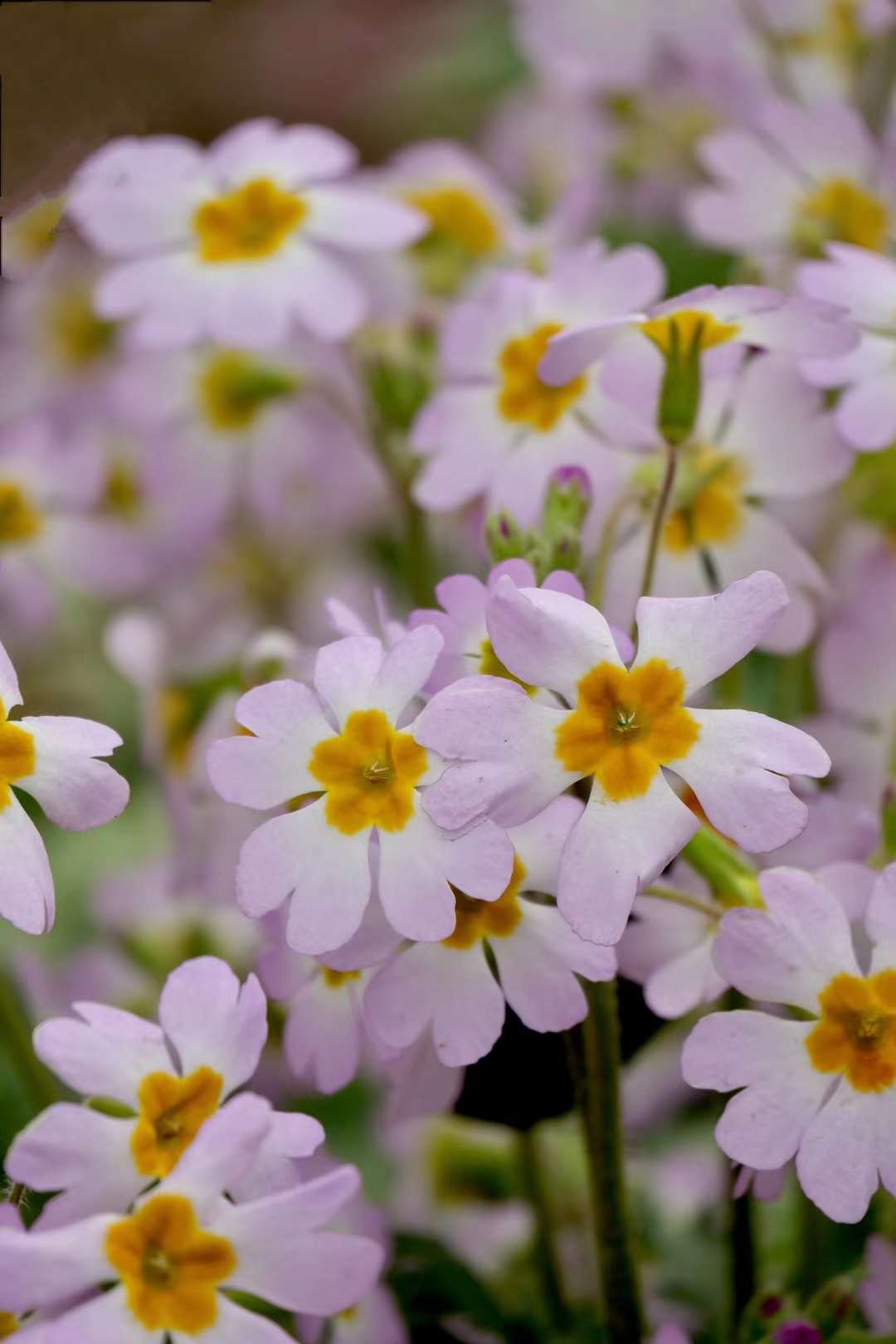 报春花·陕西羽叶报春(中科院武汉植物园)