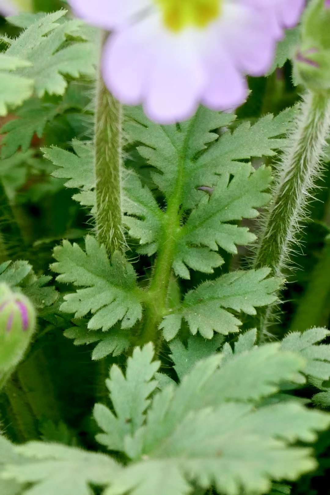 报春花·陕西羽叶报春(中科院武汉植物园)
