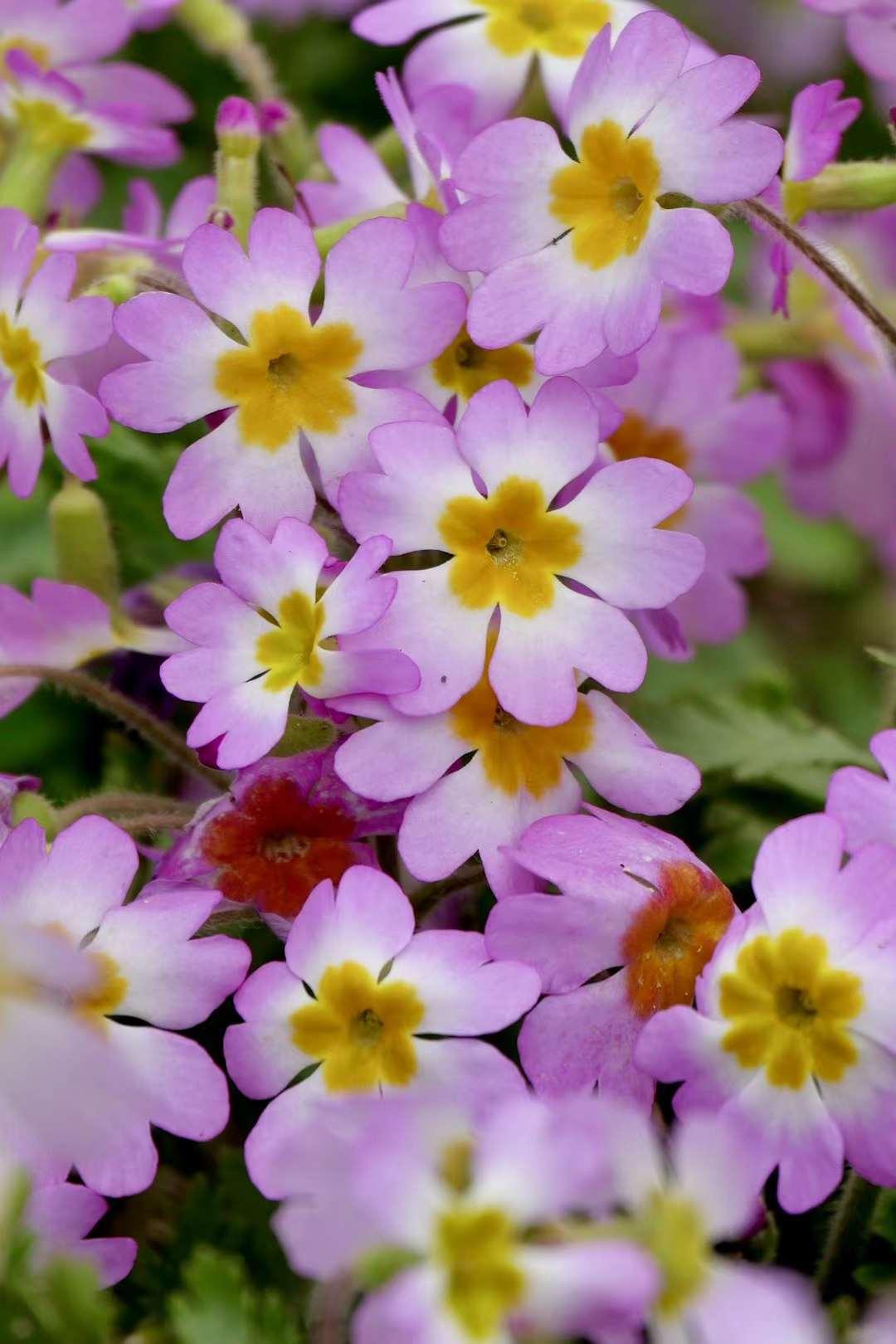 报春花·陕西羽叶报春(中科院武汉植物园)