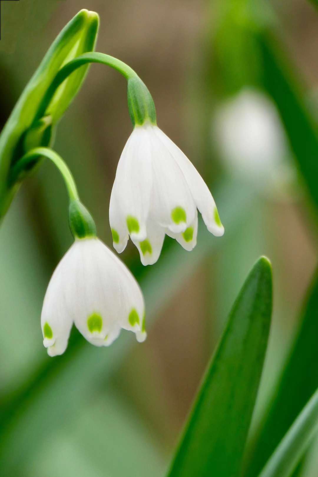 美丽清新的夏雪片莲(中科院武汉植物园)_高清图集_新浪网