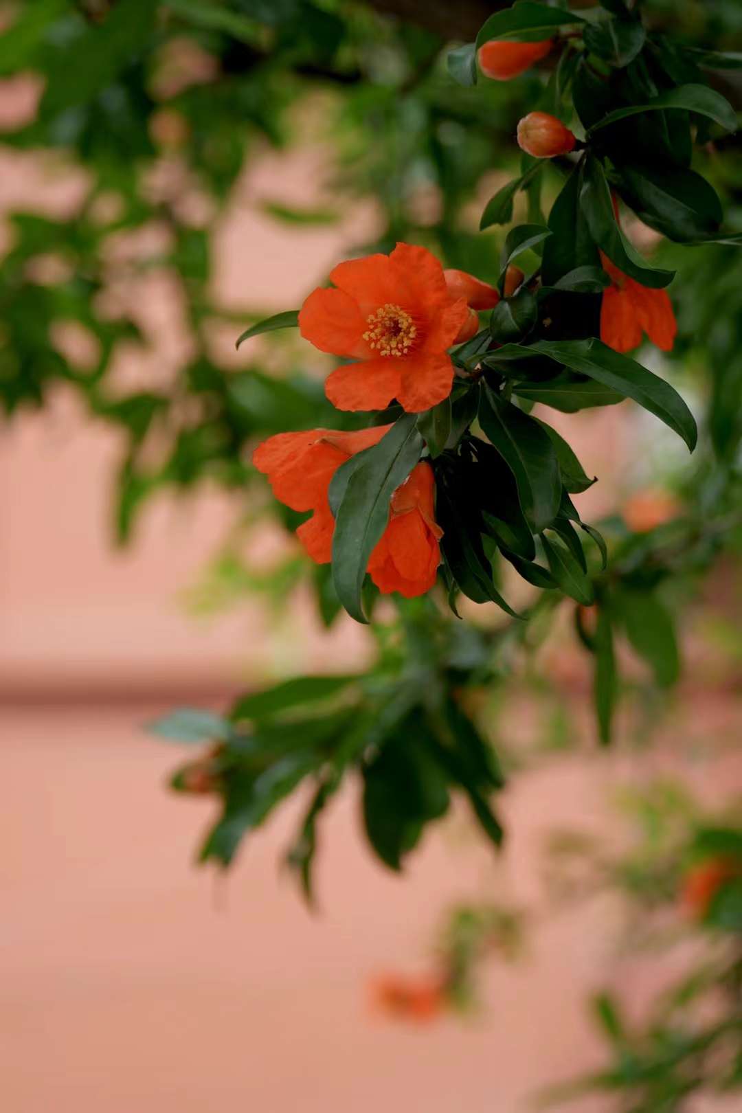 五月石榴花红似火