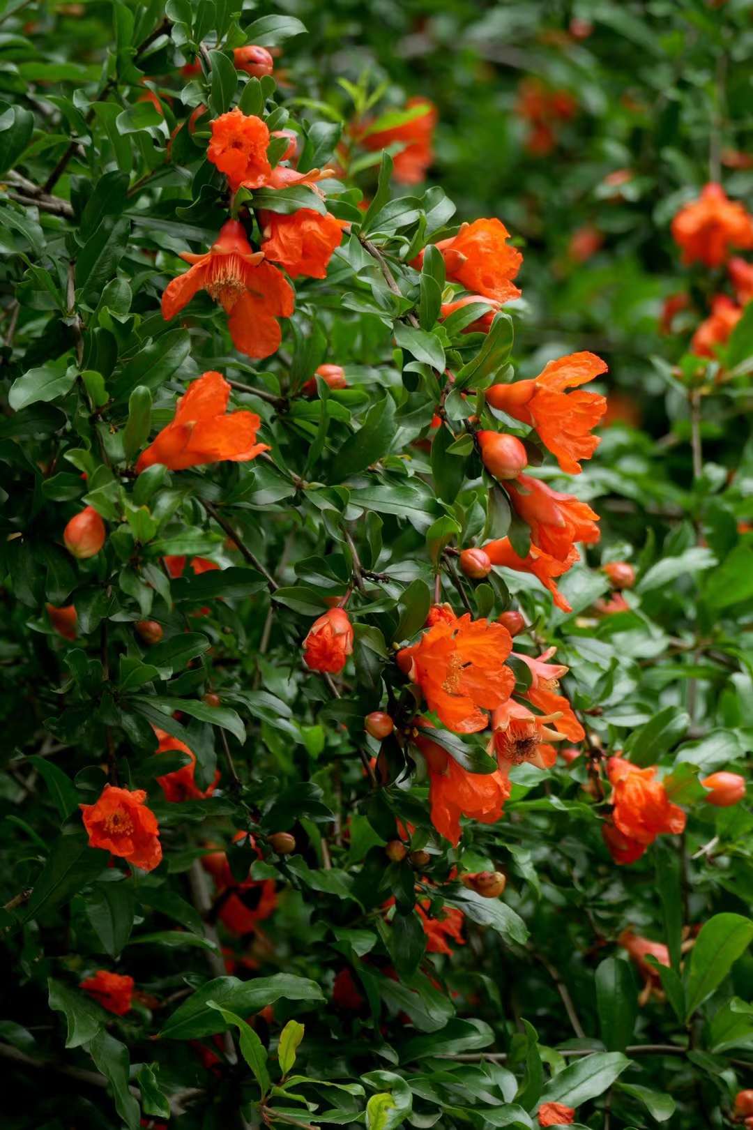 五月石榴花红似火