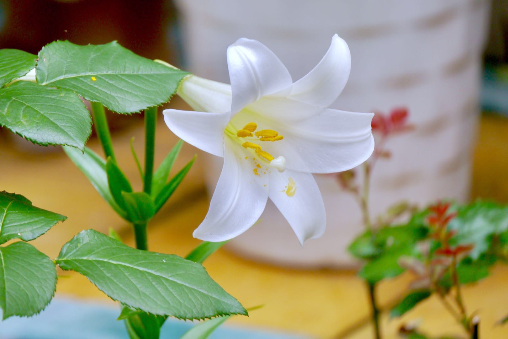 一支百合花_高清图集_新浪网