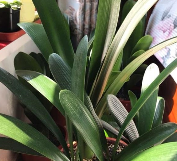 3种"东西"是君子兰的宝,不花一毛钱,照样不烂根,花开大如碗