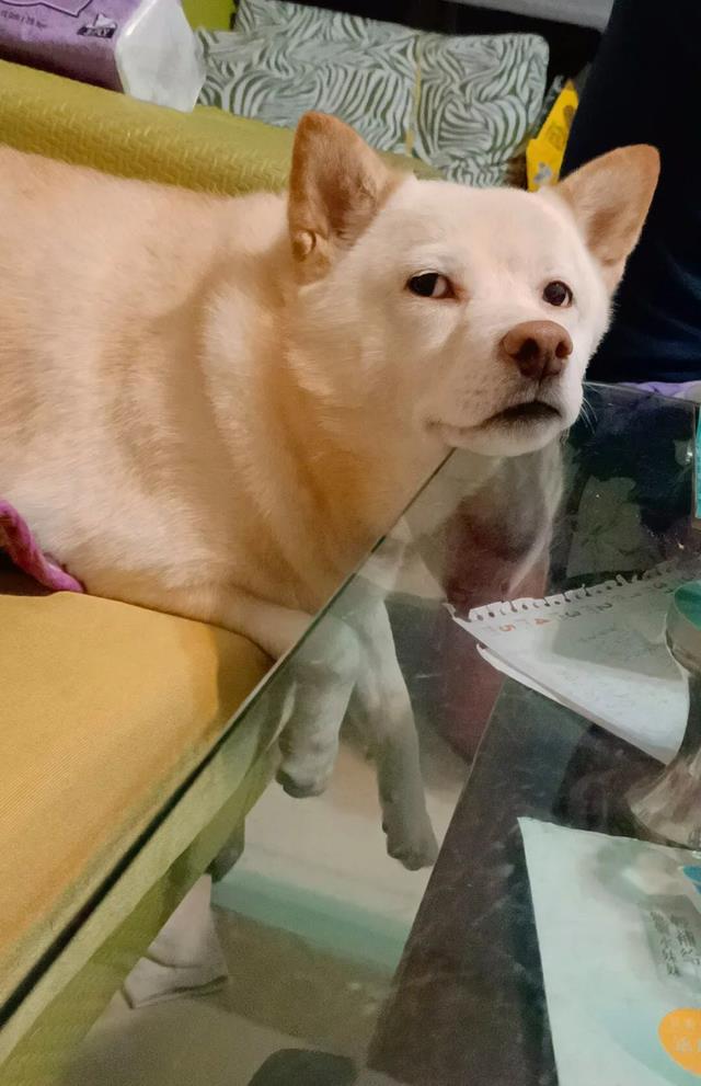 狗狗每日孤傲冷漠脸让主人心虚:自己是做错了什么吗?__财经头条