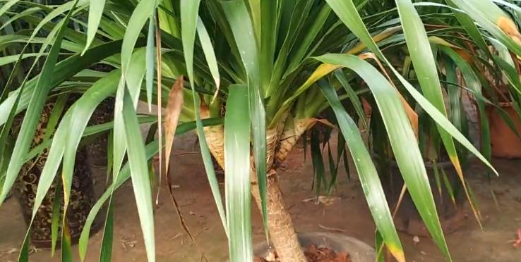 多头翠兰的养殖教程,解决发芽少的问题,你学会了吗?_高清图集_新浪网