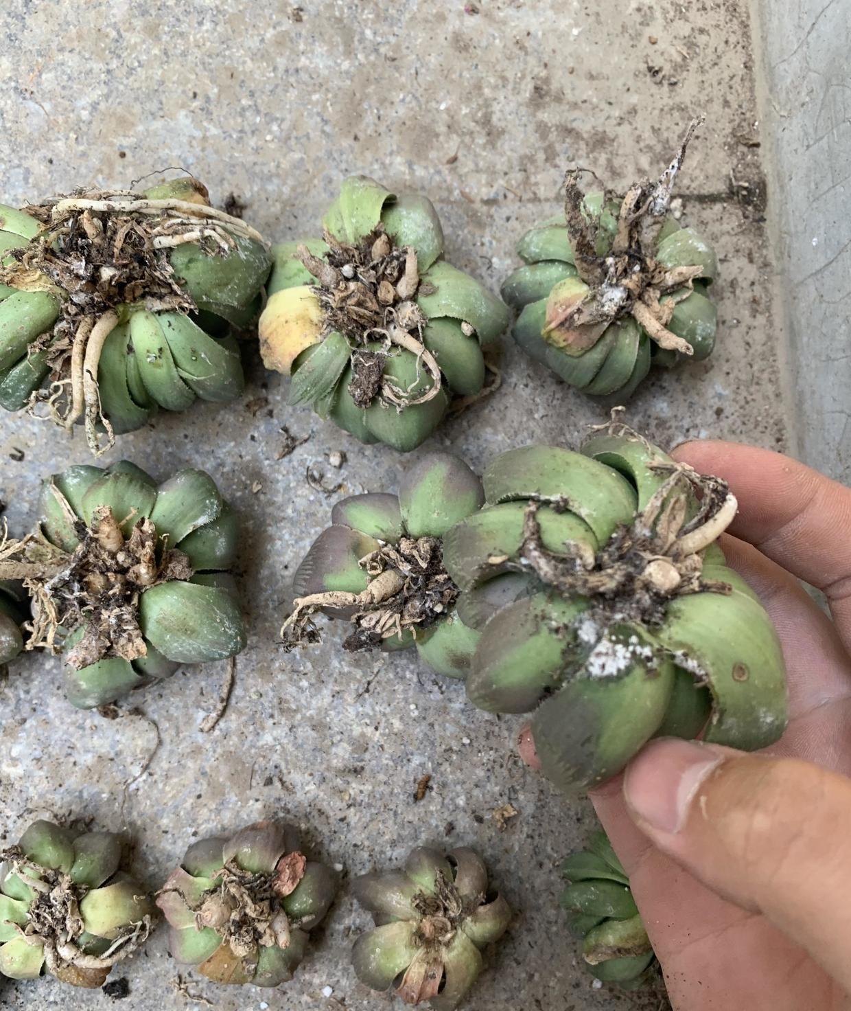 超大黑肌玉露,一不小心黑腐化水,烂透了,200块又打水漂了