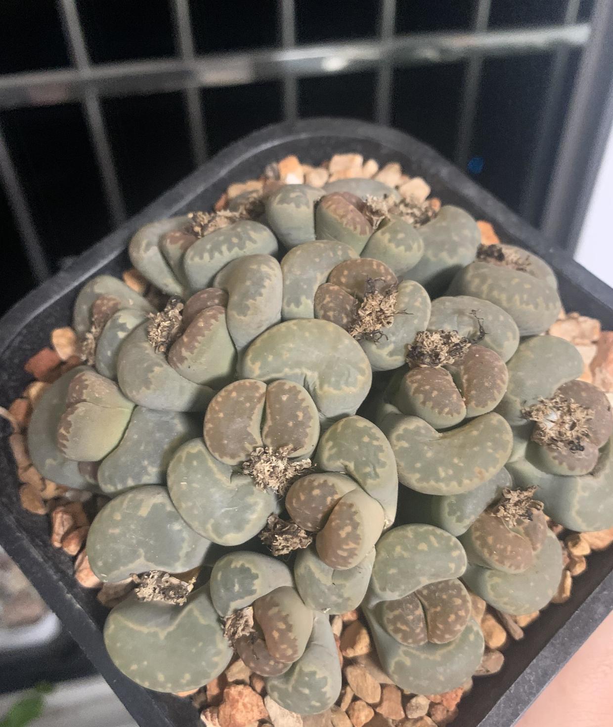 生石花养出双胞胎有没有秘诀双头固然好看全靠时间打磨
