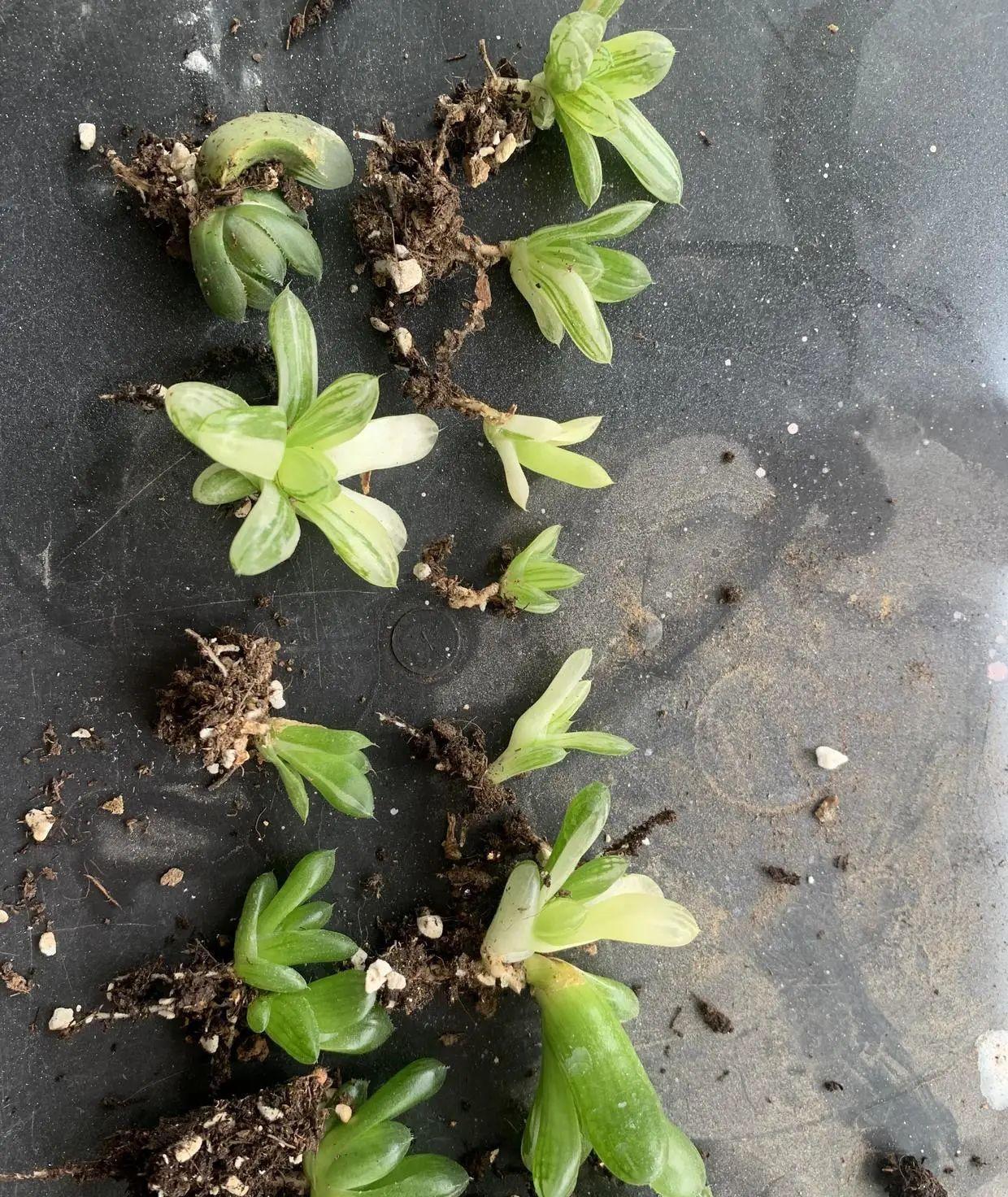 玉露也能叶插时隔大半年叶插成功了分享扦插全过程