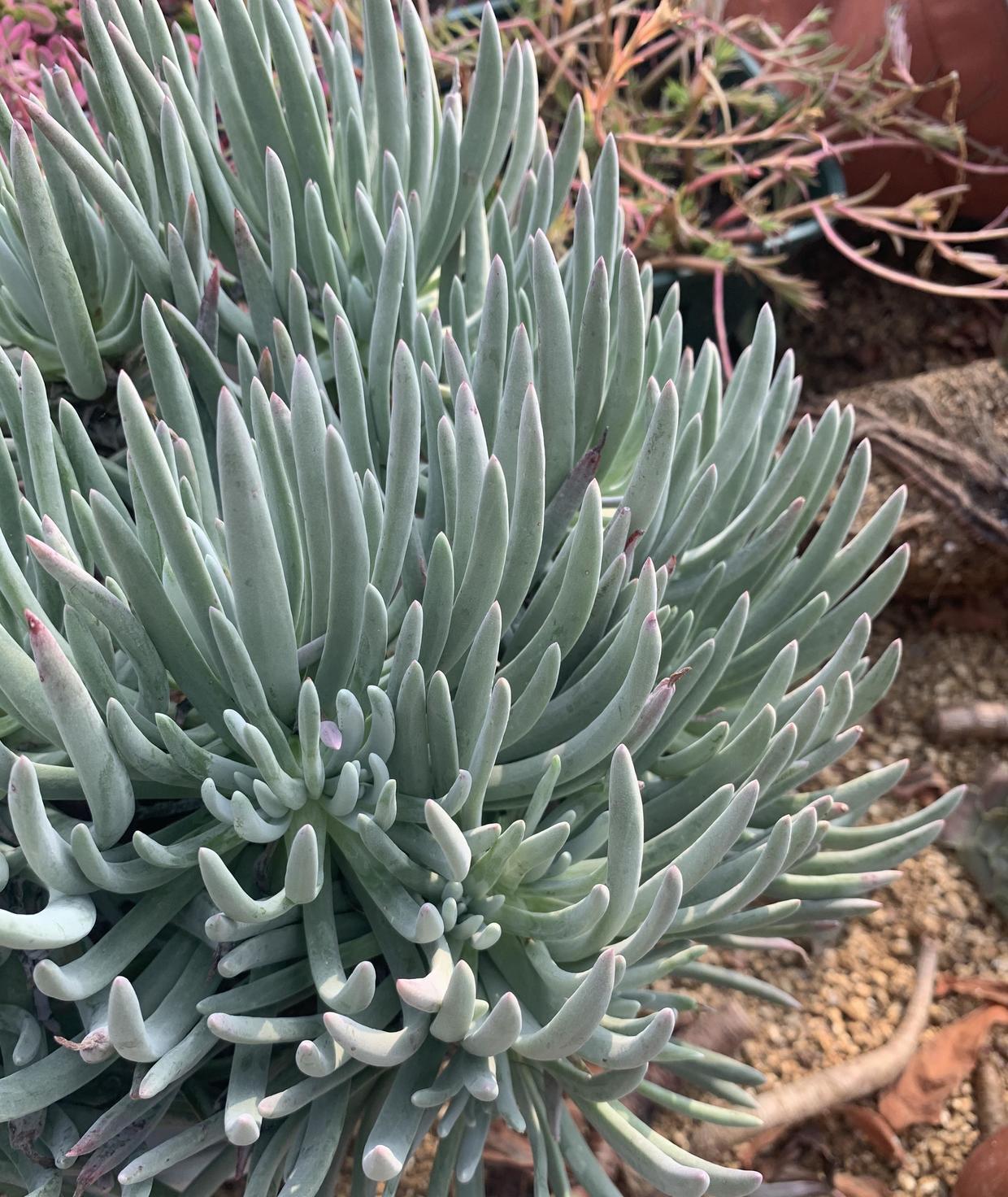 多肉仙女杯,最大的问题就是不发根,晾上20天,发根速度超快_高清图集