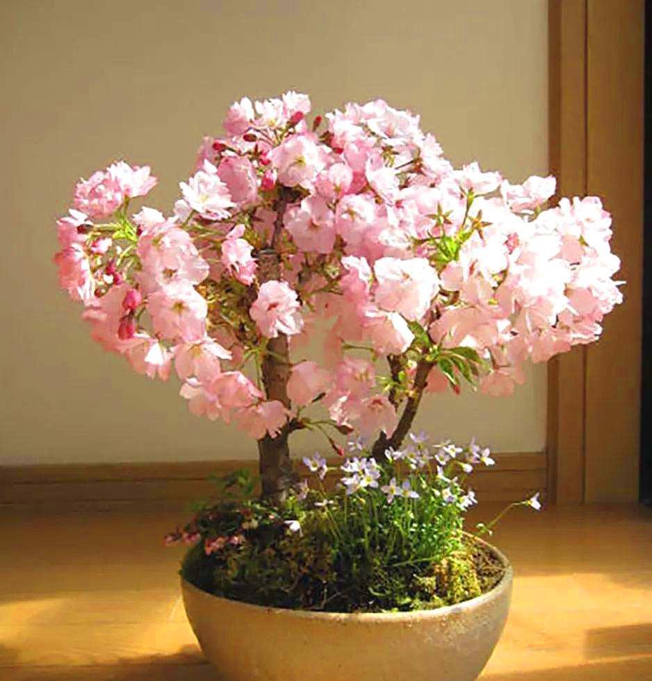 盆景樱花是如何打造的,养护管理要怎样进行?重点来了