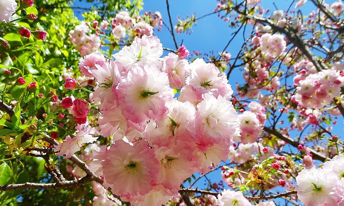 早樱、中樱和晚樱。你不知道的各种樱花！