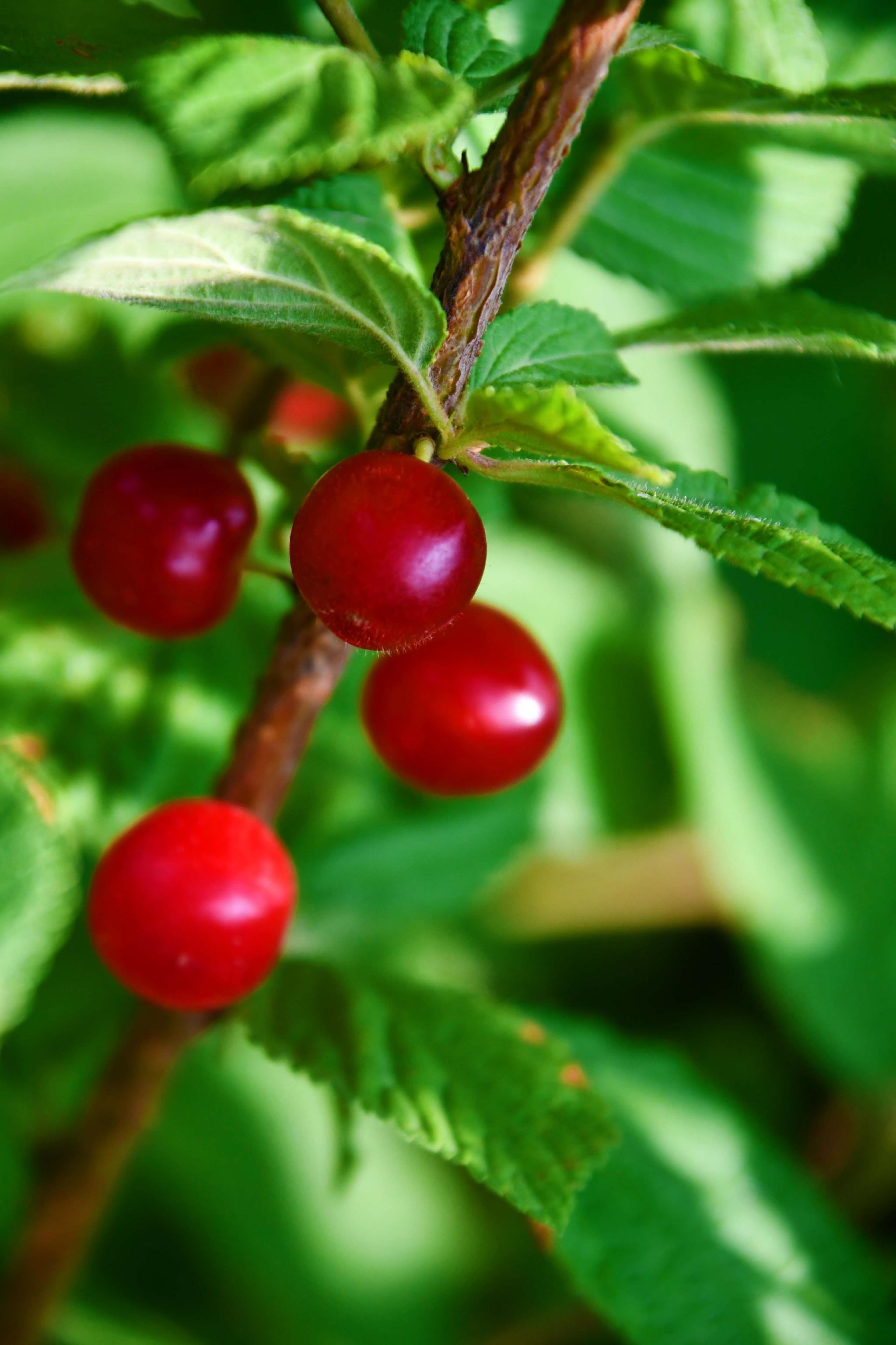 山樱桃原创拍摄