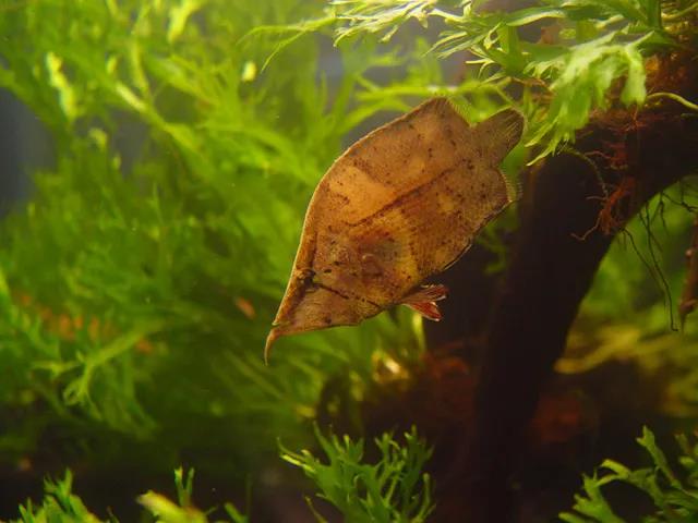 这种鱼会伪装成枯叶将猎物手到擒来