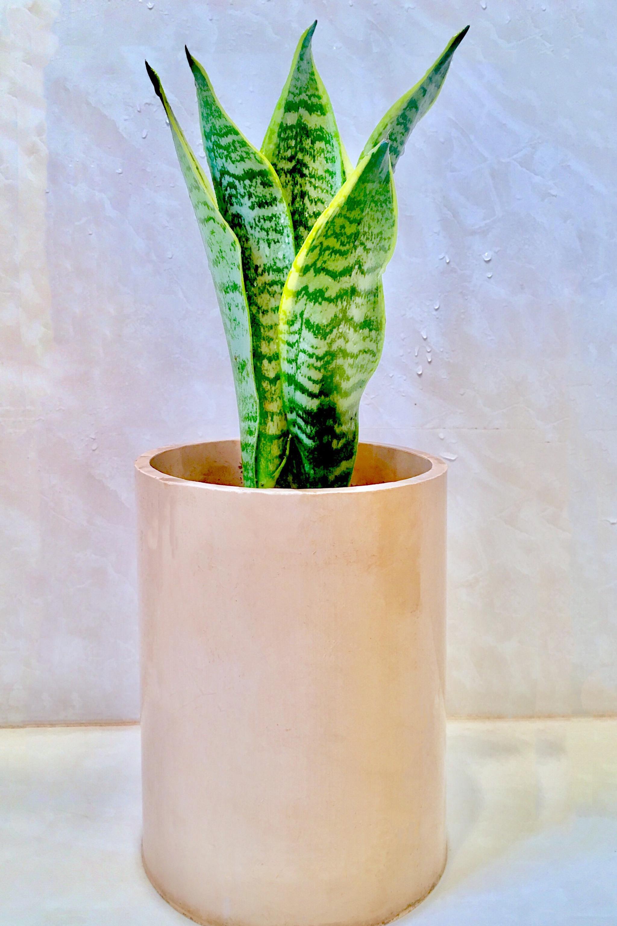 虎皮兰盆栽_高清图集_新浪网