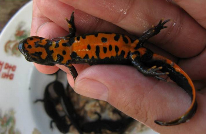 村民在深山小溪里发现"长脚的鱼"村里的老人却说是一种珍稀动物|村民