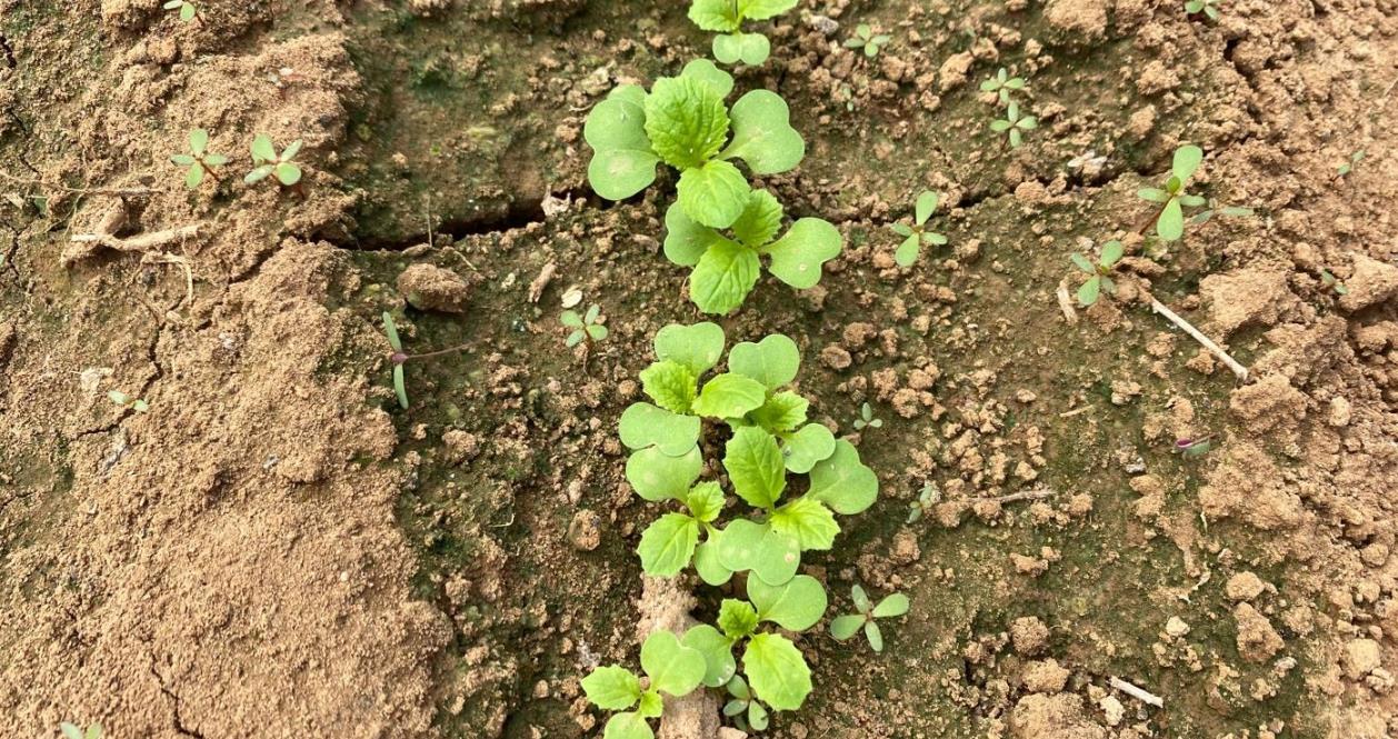 徒长,温度高只是一方面,注意光照,水分的影响|大田|育苗|幼苗_新浪