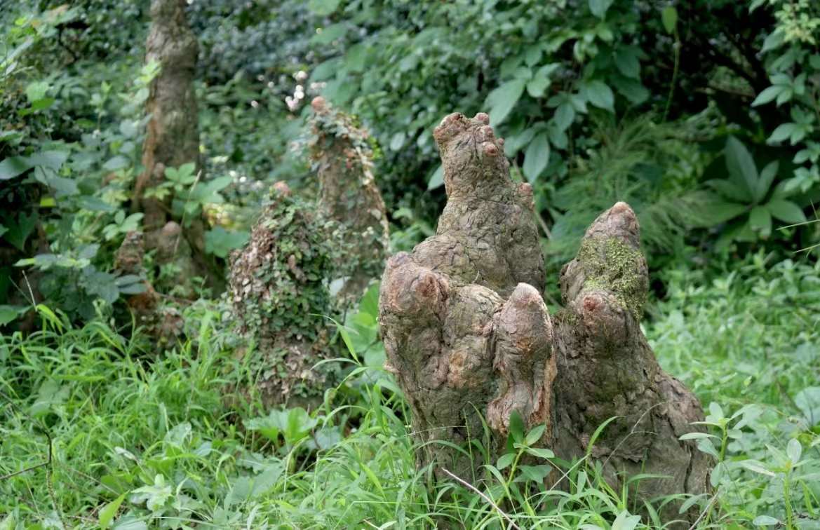 池杉的呼吸根(中科院武汉植物园)__财经头条