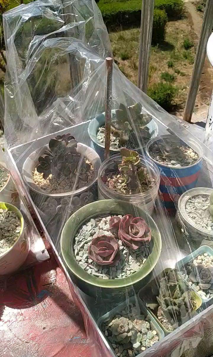 给花套个塑料袋