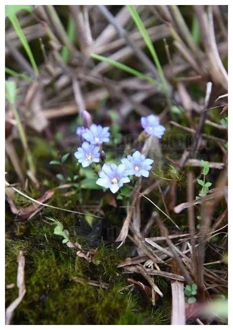龙胆地丁,见过吗?清热利湿,解毒消痈.用于咽喉肿痛,阑尾炎|龙胆|地丁|