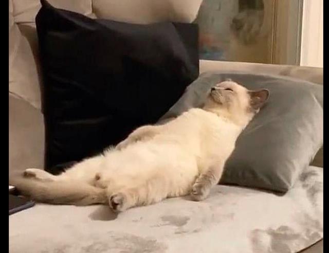 主人回家发现,猫咪正在沙发上躺着呢,就是我想要的躺平生活呀!