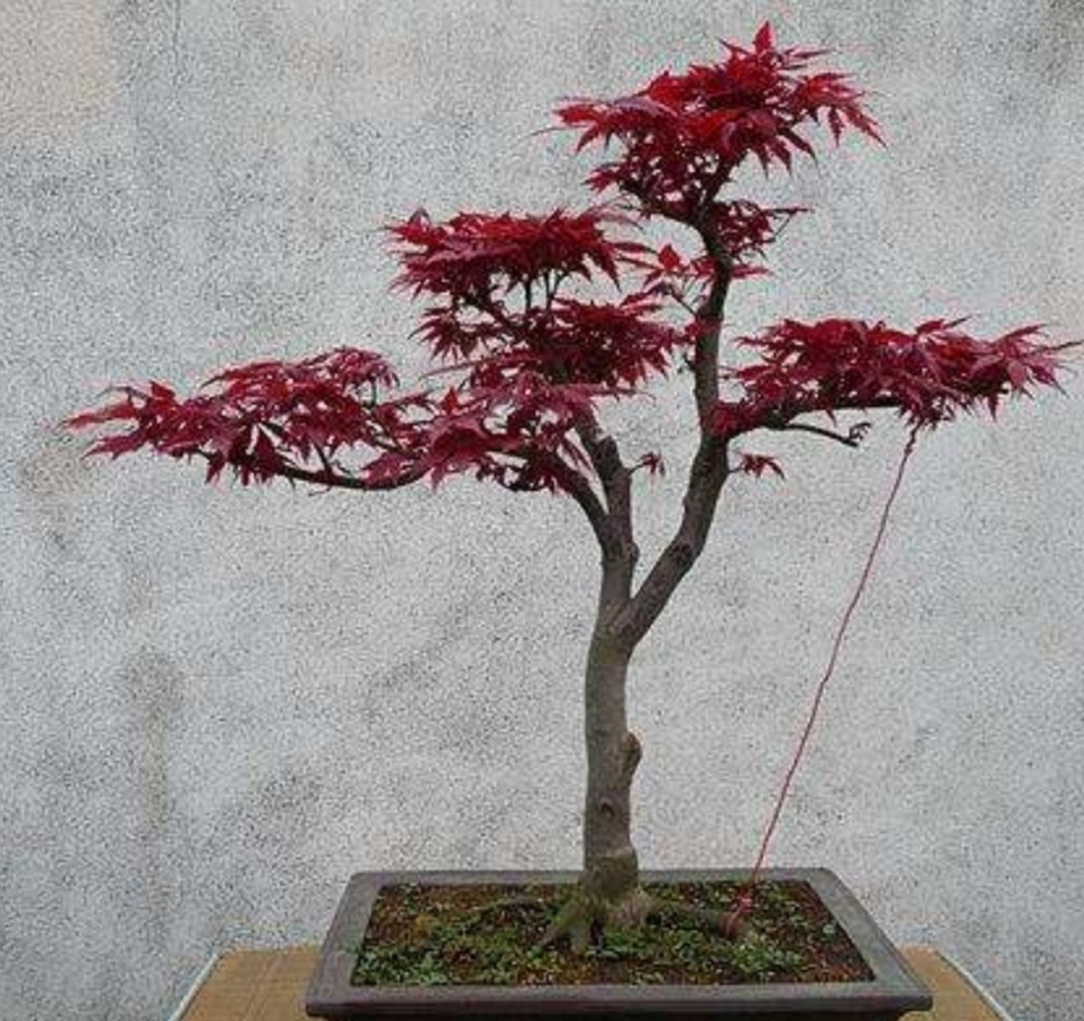 养盆红枫盆景满树红叶似火漂亮又喜庆