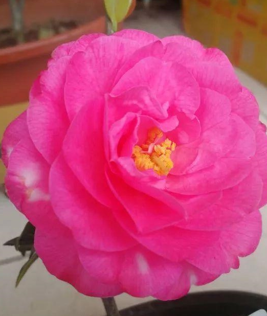 10种茶花一开,美了十里八乡,大家纷纷跑来看!