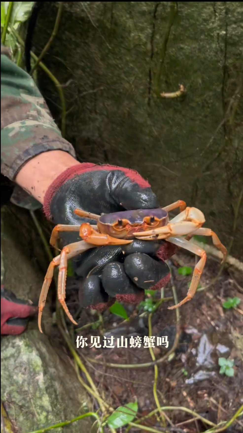 山螃蟹你见过吗?又叫旱螃蟹,身上颜色也很奇怪,不建议生吃
