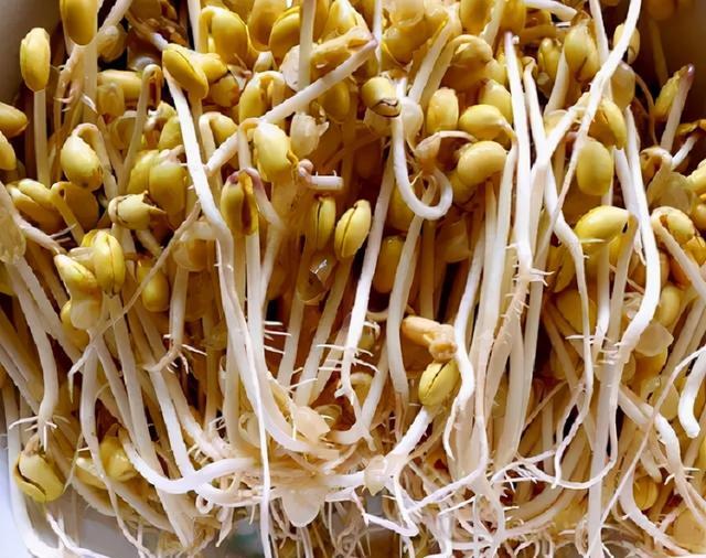 教你在家也能发豆芽连土都不用3天就能吃到营养又卫生