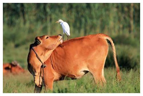 虎年“桃花劫”比较多的4个生肖,熬过去后将迎来春天,是谁呢休闲区蓝鸢梦想 - Www.slyday.coM 虎年“桃花劫”比较多的4个生肖,熬过去后将迎来春天,是谁呢休闲区蓝鸢梦想 - Www.slyday.coM