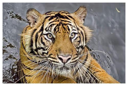 虎年“桃花劫”比较多的4个生肖,熬过去后将迎来春天,是谁呢休闲区蓝鸢梦想 - Www.slyday.coM 虎年“桃花劫”比较多的4个生肖,熬过去后将迎来春天,是谁呢休闲区蓝鸢梦想 - Www.slyday.coM