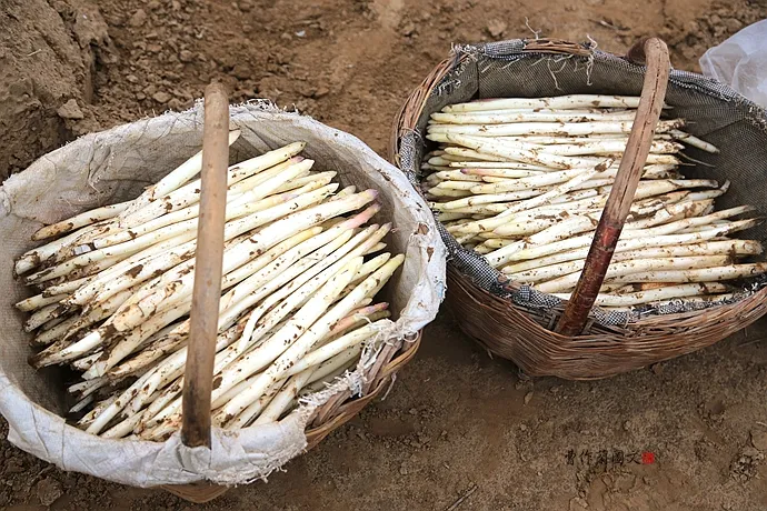 山西运城:一方水土,羊脂白玉一样的白芦笋,是这样出产的
