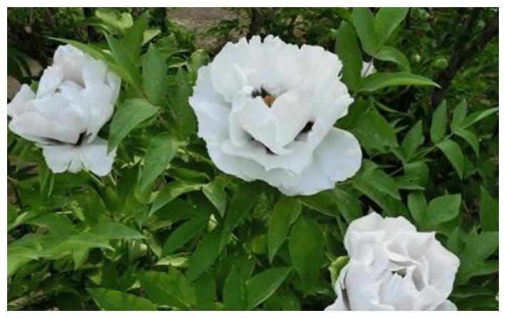 6月的事业一帆风顺,幸运不休息,没有艰苦生活的生肖休闲区蓝鸢梦想 - Www.slyday.coM 6月的事业一帆风顺,幸运不休息,没有艰苦生活的生肖休闲区蓝鸢梦想 - Www.slyday.coM