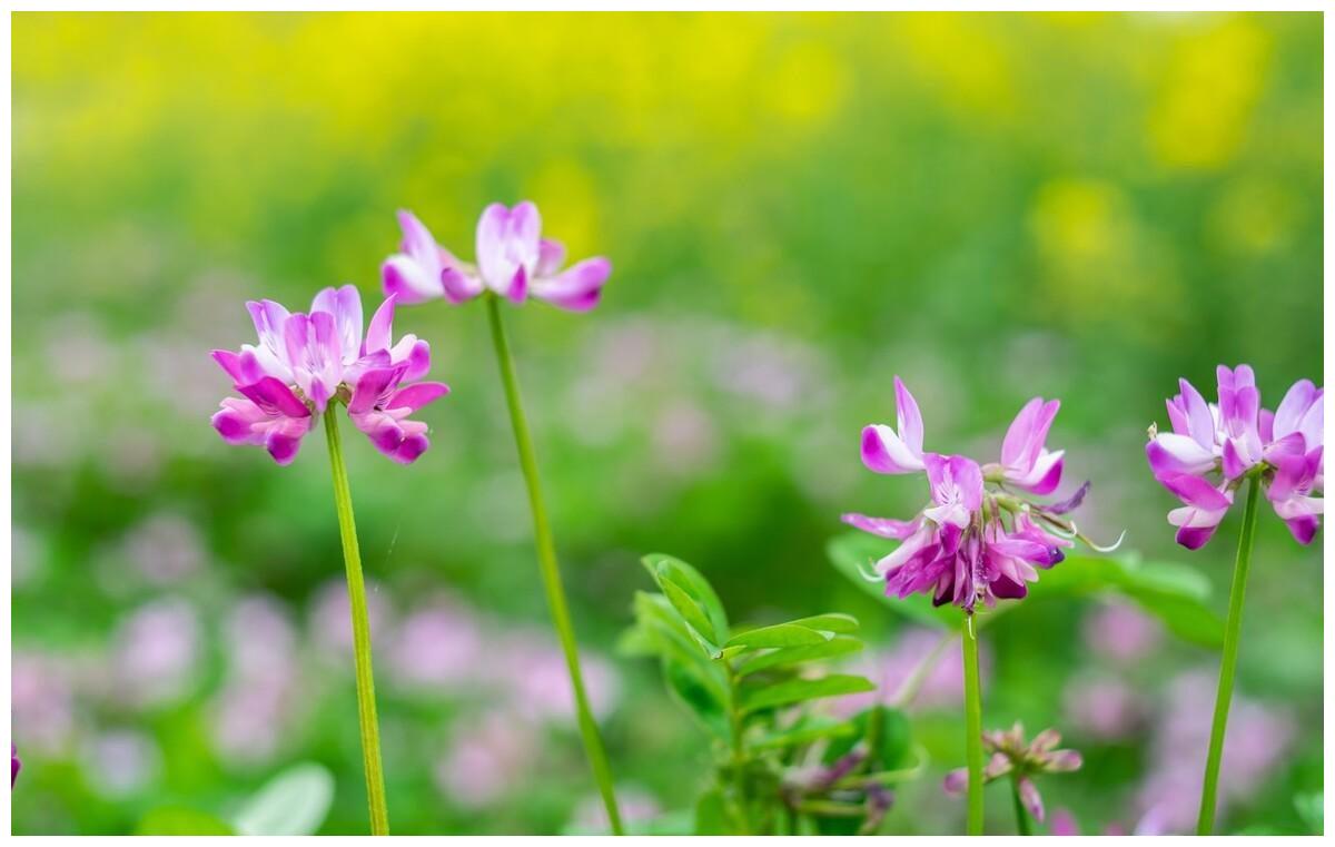 让男人魂牵梦萦的三大星座女 星座 天蝎 双鱼 新浪新闻