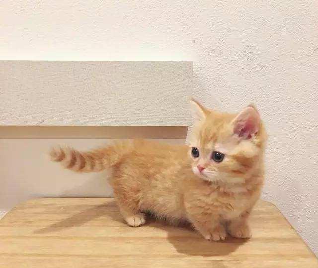 橘猫意外怀孕2个月后产下奇怪的小奶猫猫妈妈不淡定了