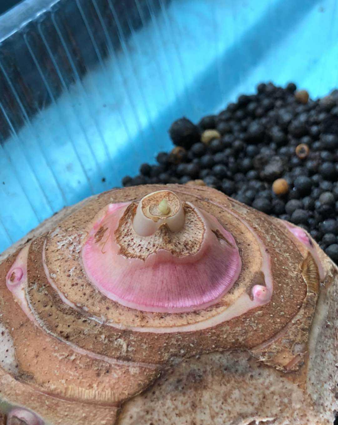 教你4招,买到新鲜好吃的芋头,香甜粉糯特好吃|芋头|口感|沙眼_新浪