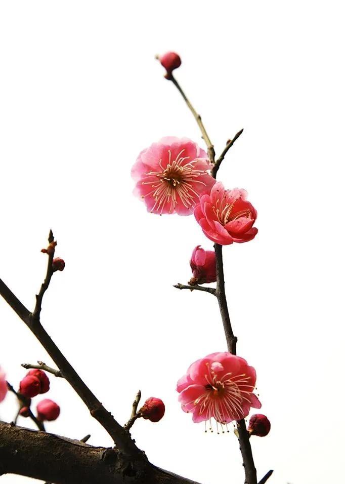 原来只知道梅花好看,却不知梅花的果实还有这么多用途|果实|梅果|果梅_新浪新闻