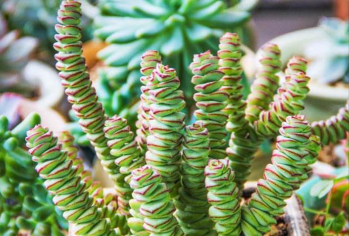 多肉"钱串子",串串小铜钱,美成"小瀑布"