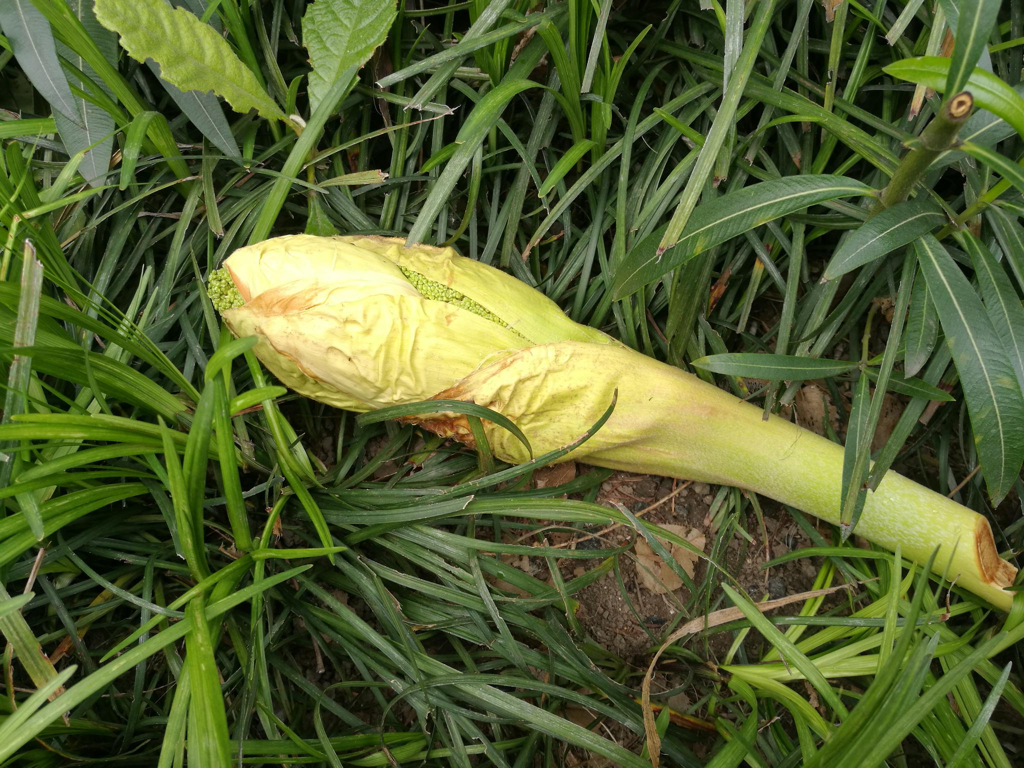 路边看到,有人在采摘扇子树果子