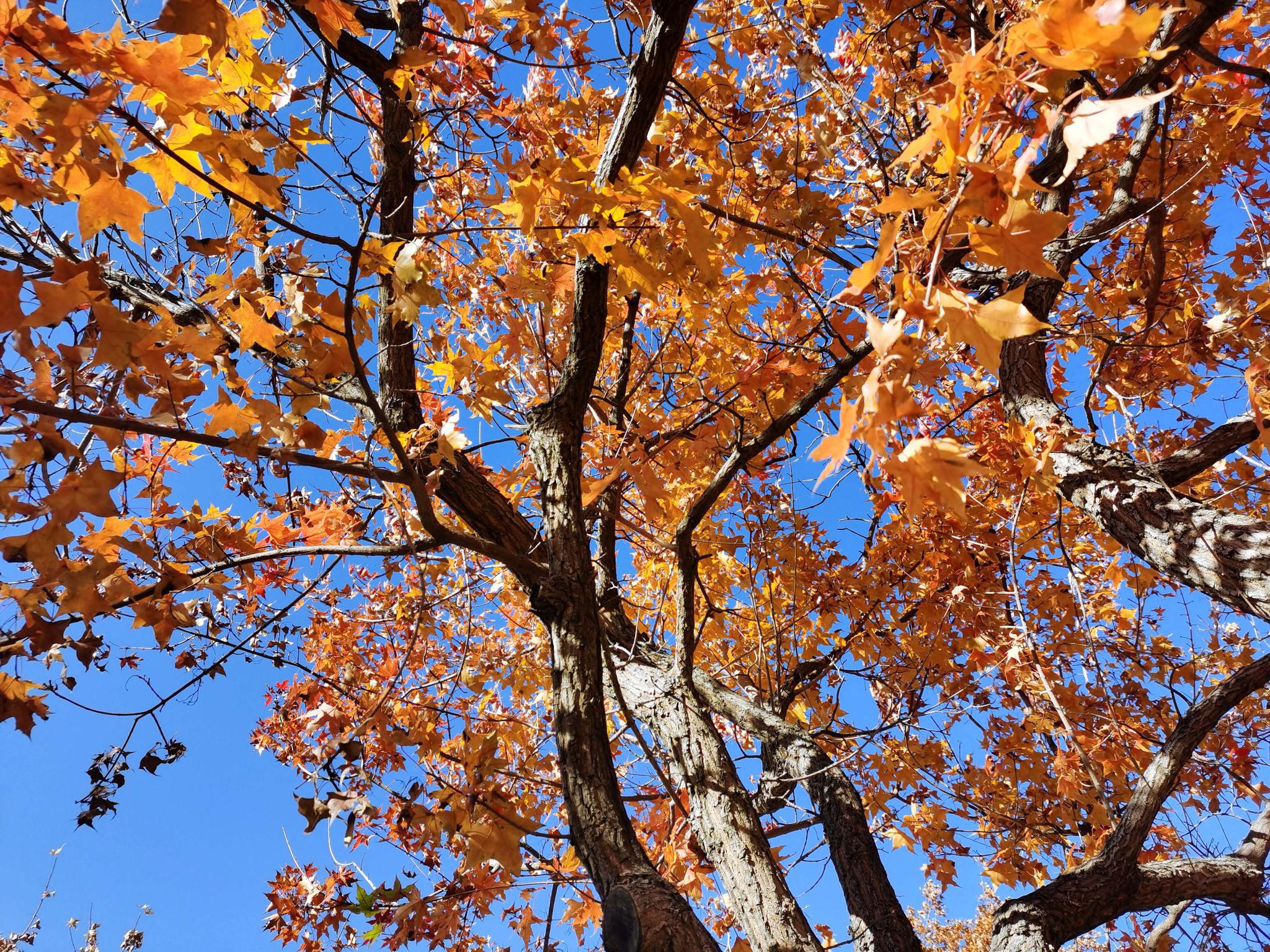 秋天美丽的枫树,原创拍摄