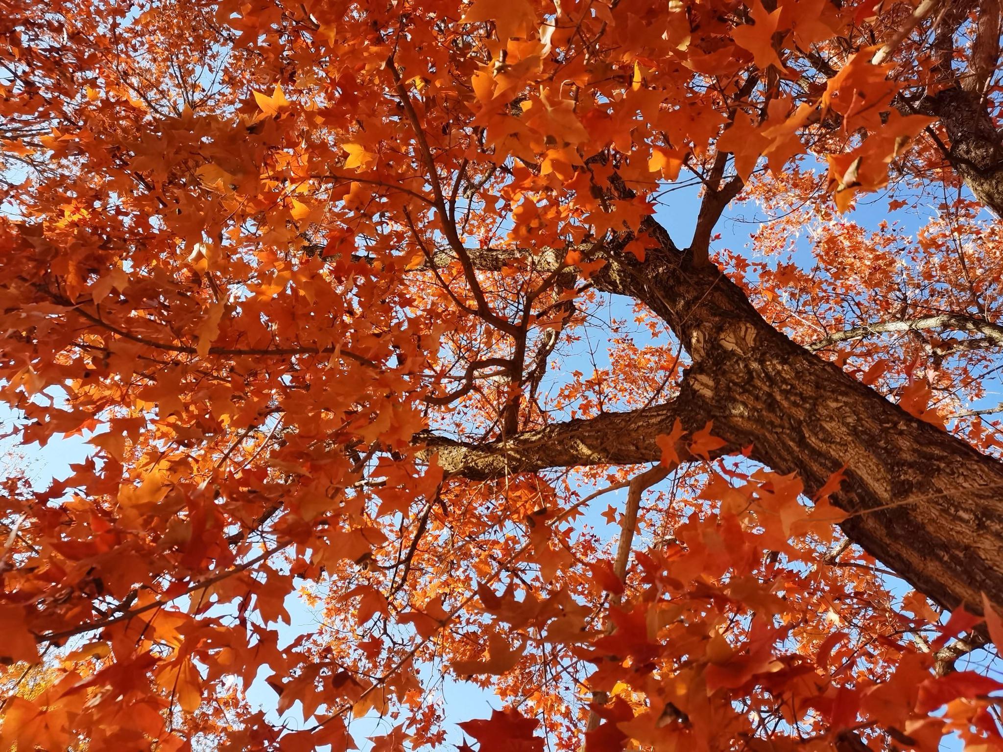 秋天的枫树,原创拍摄