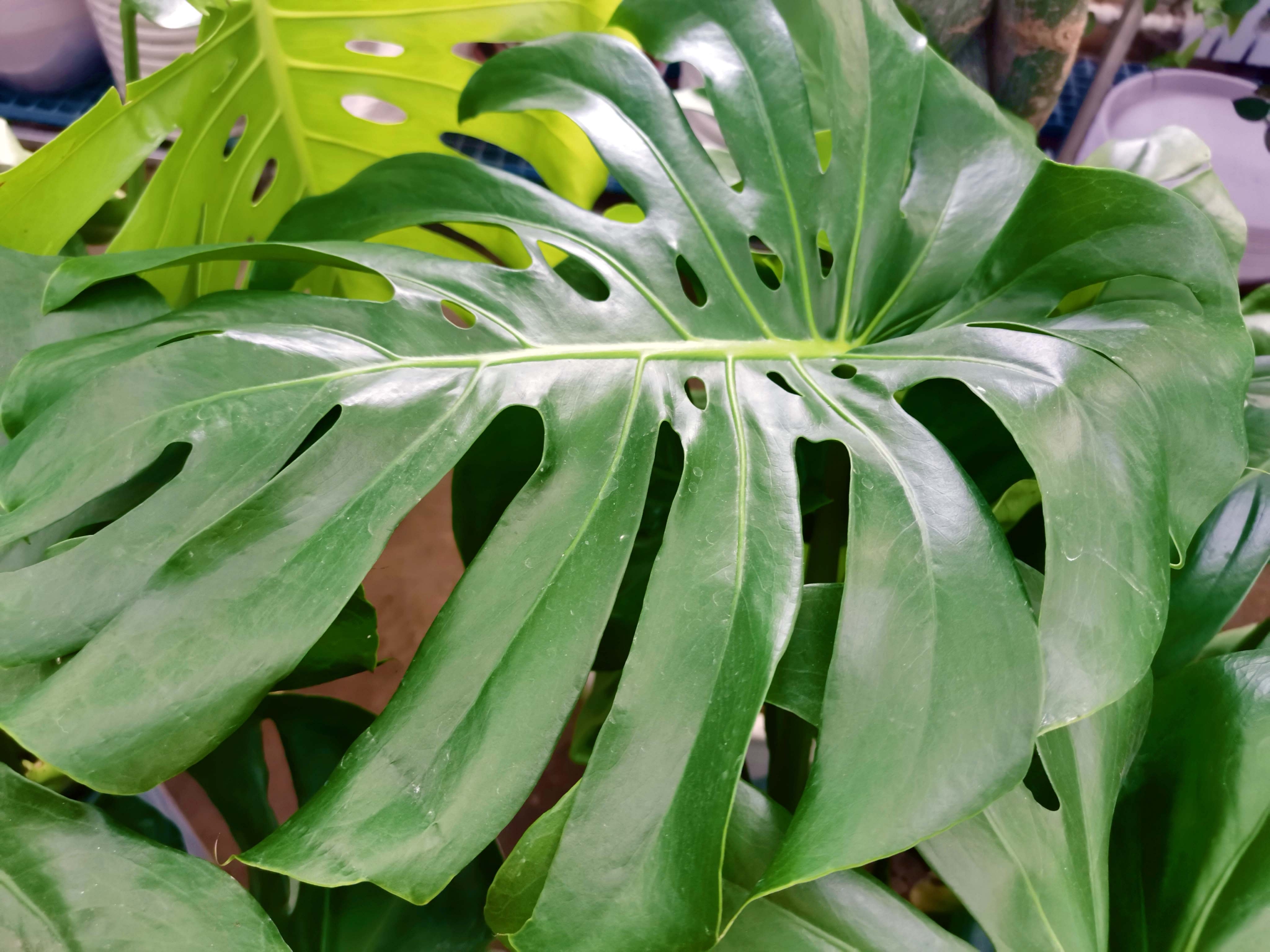 龟背竹叶子,原创拍摄__财经头条