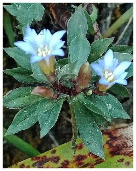 龙胆地丁,见过吗?清热利湿,解毒消痈.用于咽喉肿痛,阑尾炎|龙胆|地丁|