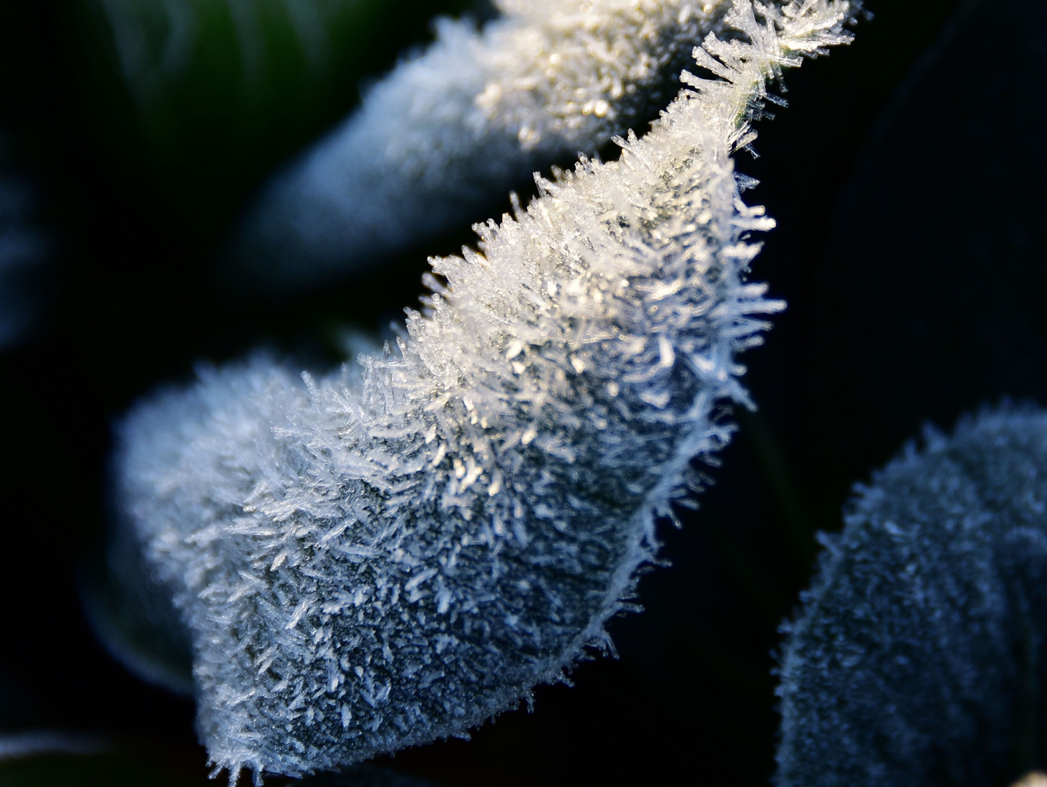 菜园子里的霜花|霜花|菜园子_新浪新闻